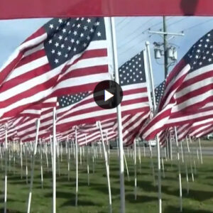 many american flags are lined up in rows