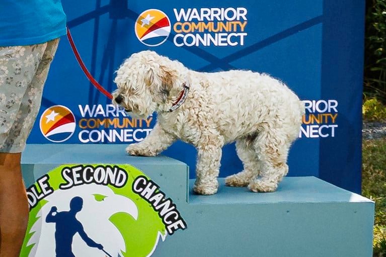 a small white dog standing on top of a podium