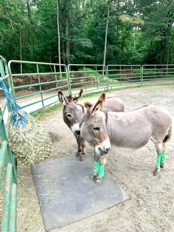 two donkeys standing next to each other in a pen