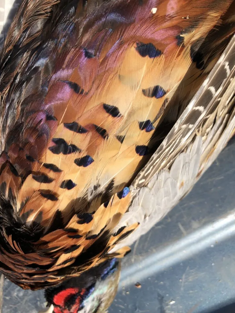 a close up of a bird with feathers on it's back